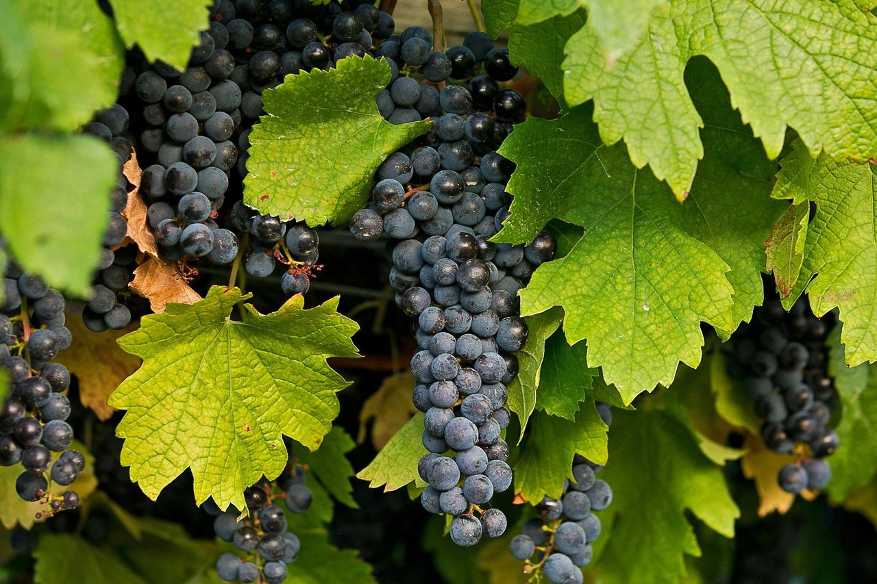 Ripe grapes ready to be harvested
