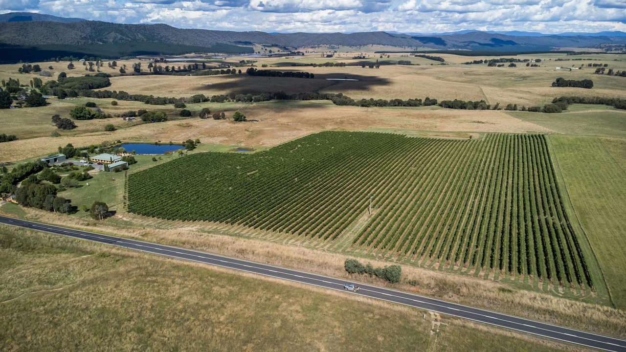 Allegiance Wines vineyard
