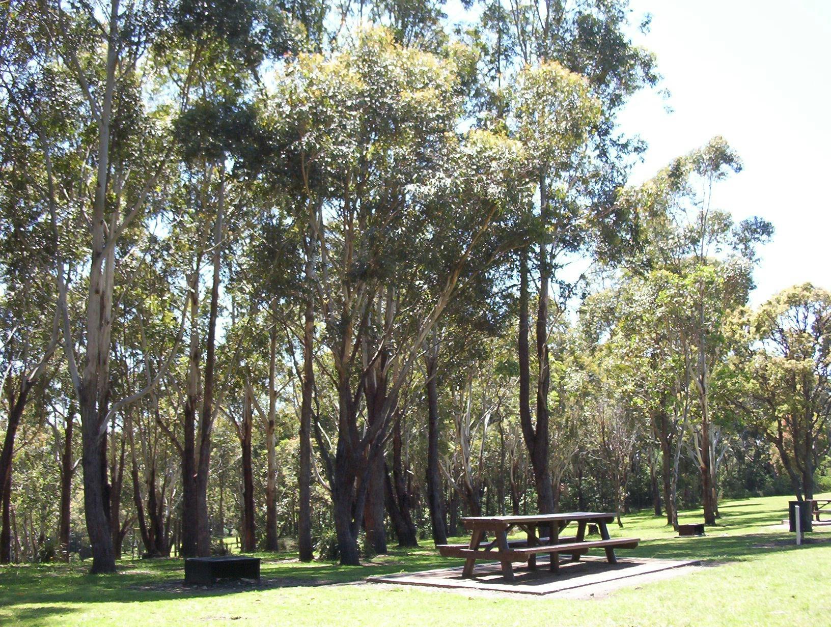 Blackbutt Forests Reserve
