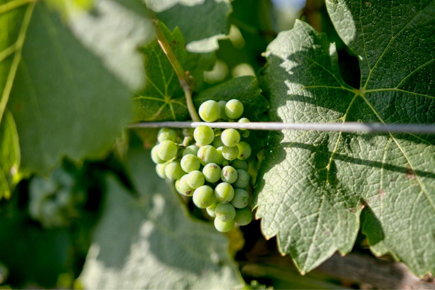 Barton Estate Winery