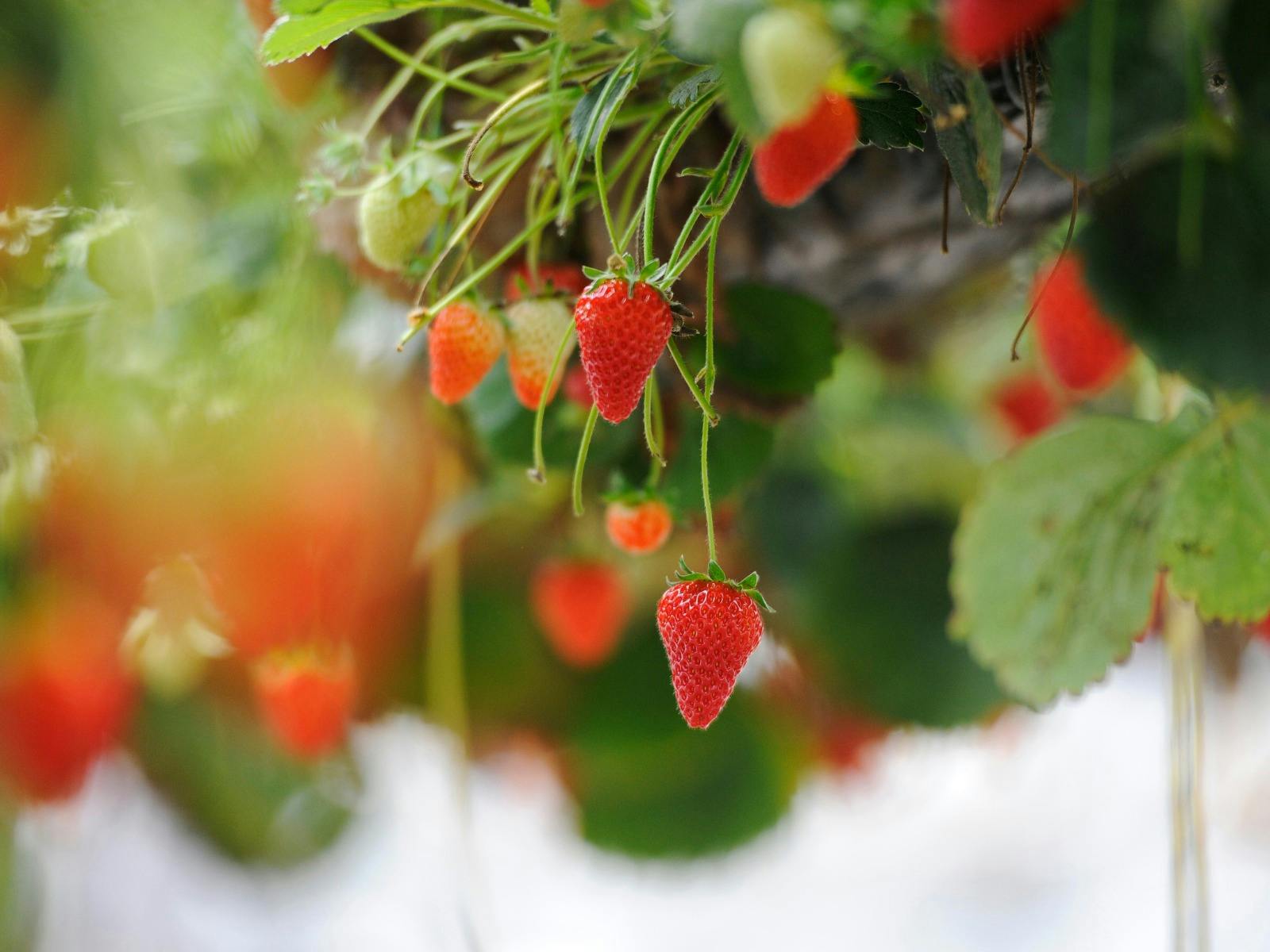 Berrylicious Strawberries