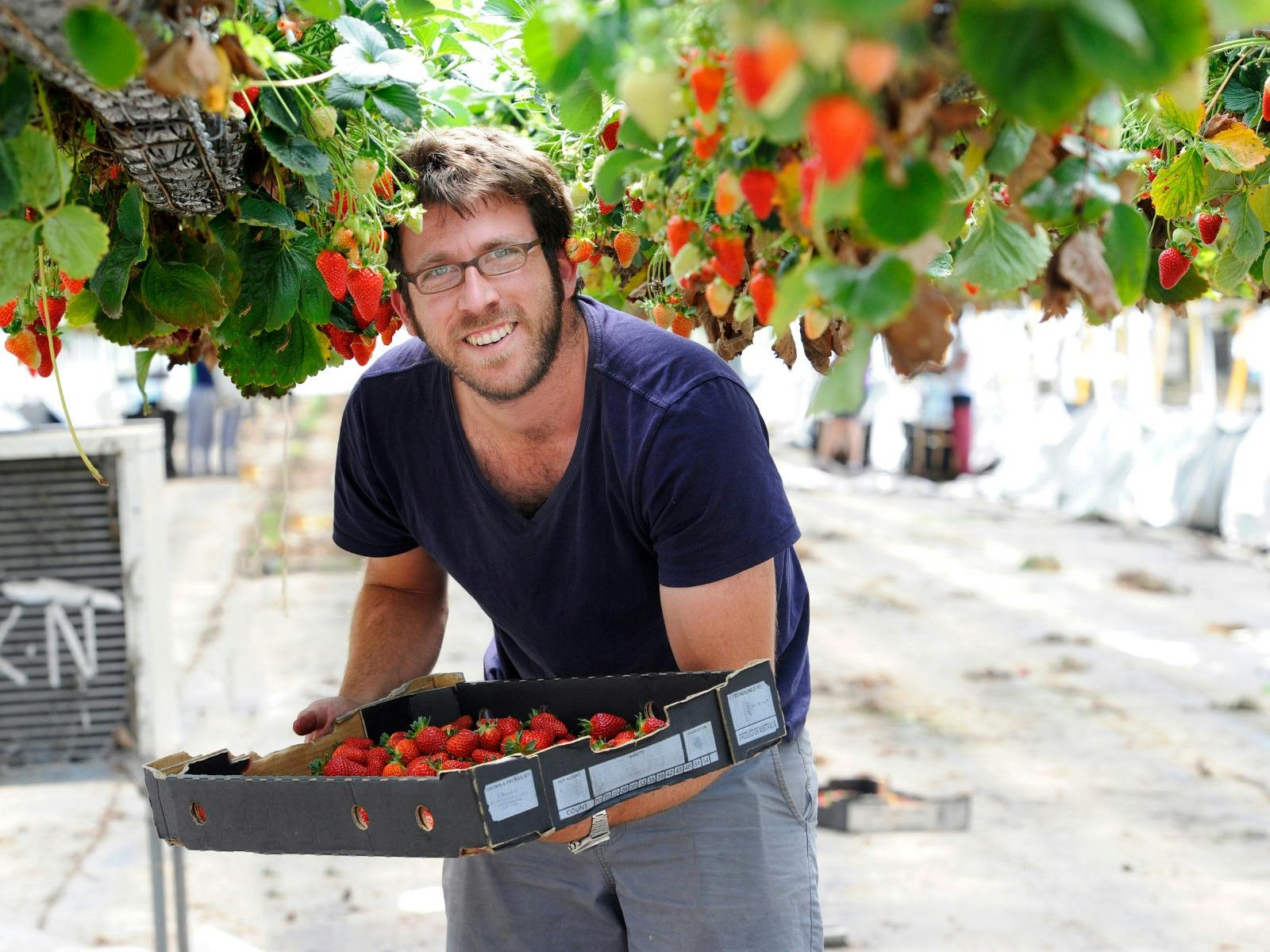 Berrylicious Strawberries