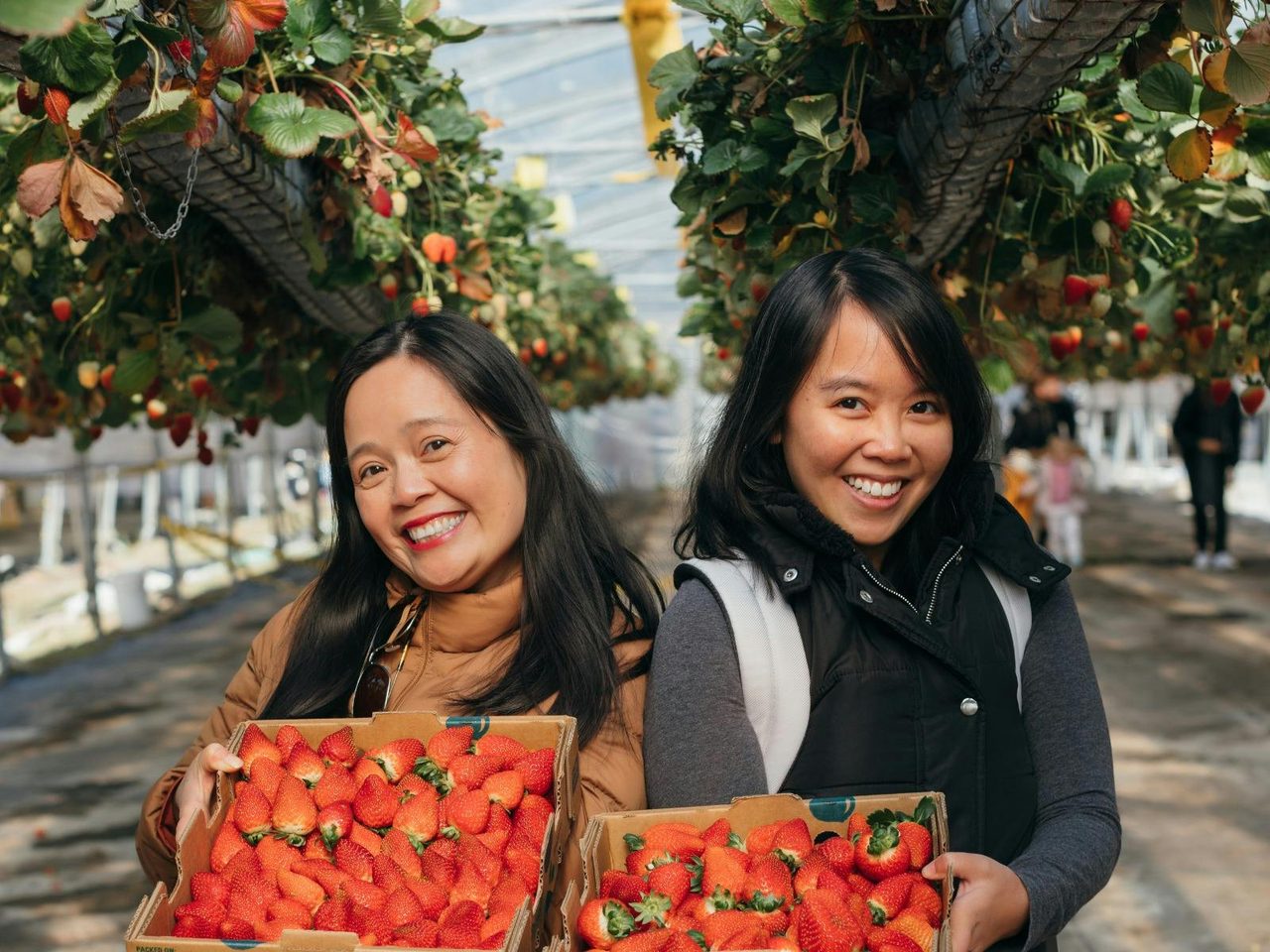 Berrylicious Strawberries