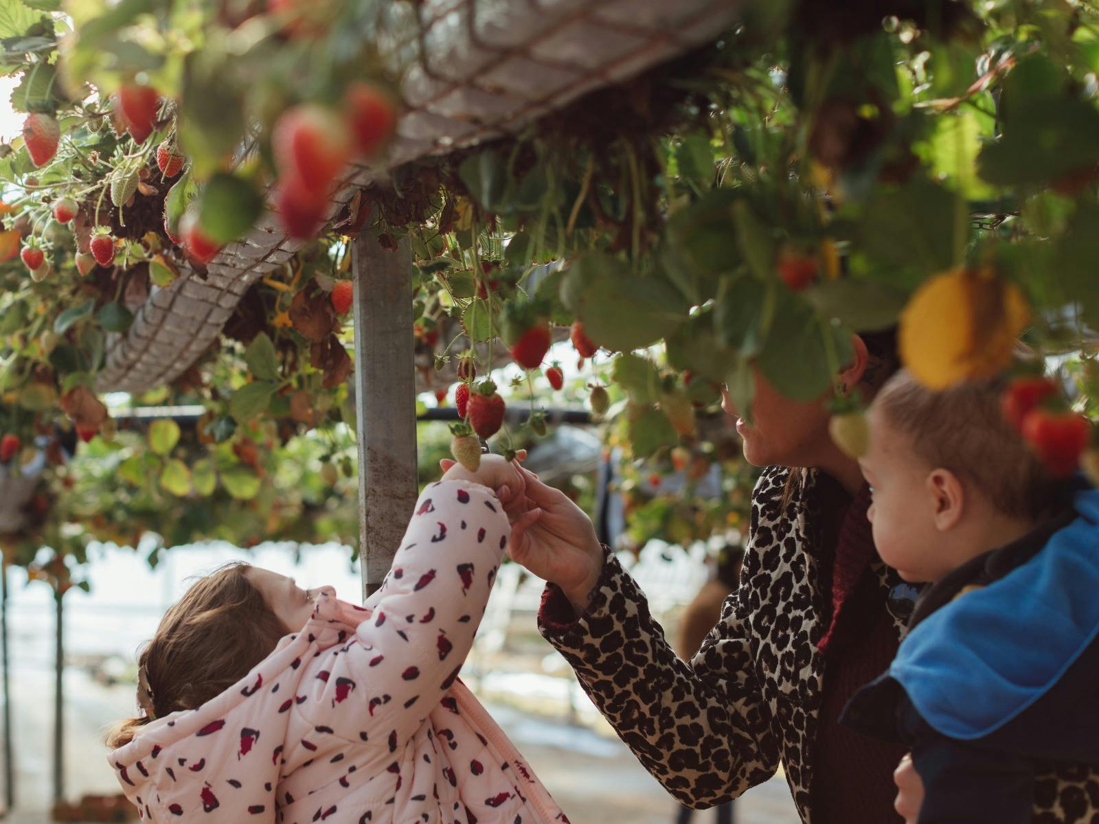 Berrylicious Strawberries