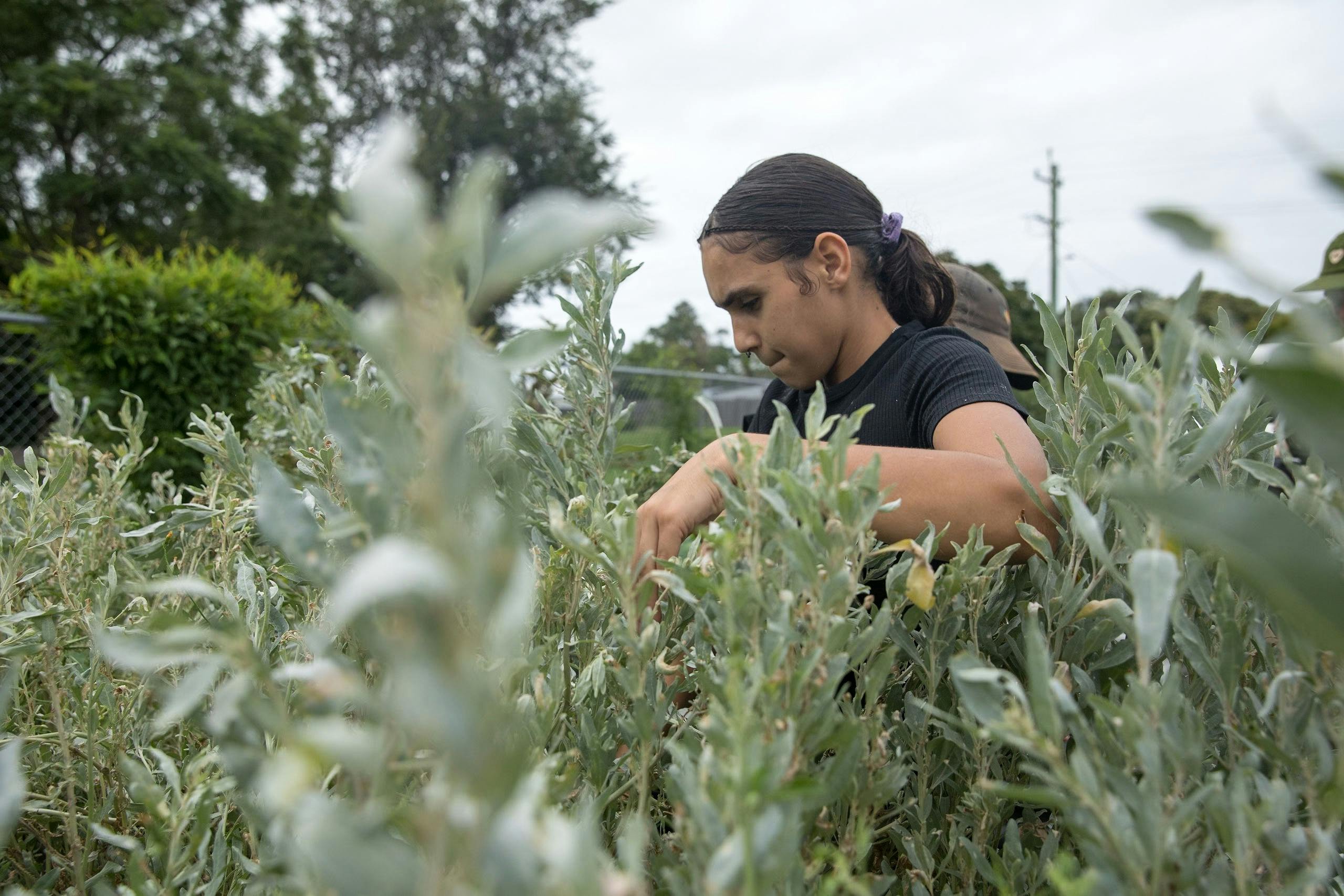 Kareela Ngura community permaculture garden