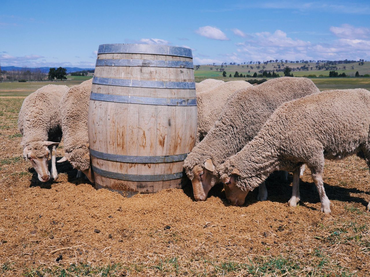 Farm animals