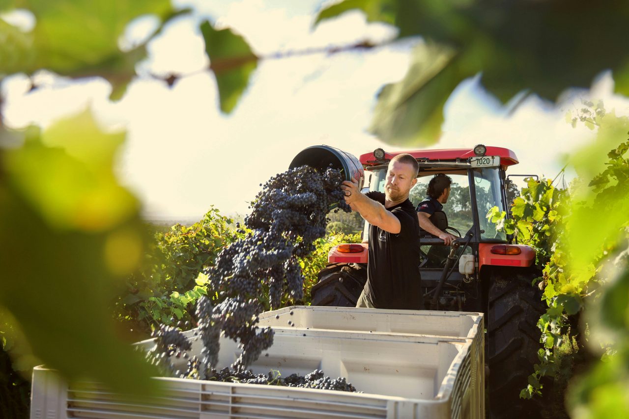 Winemaker pouring grapes into a crate in vineyard