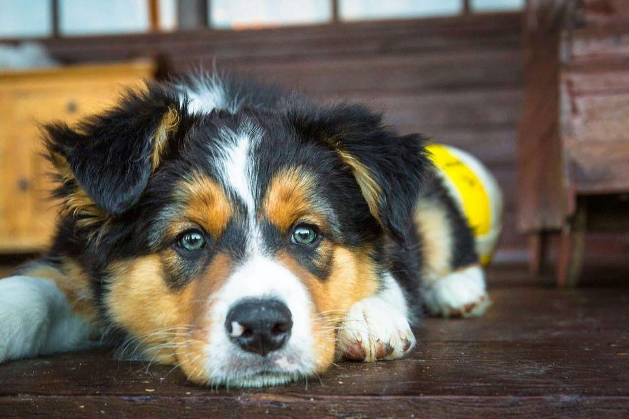 Max, their cellar dog