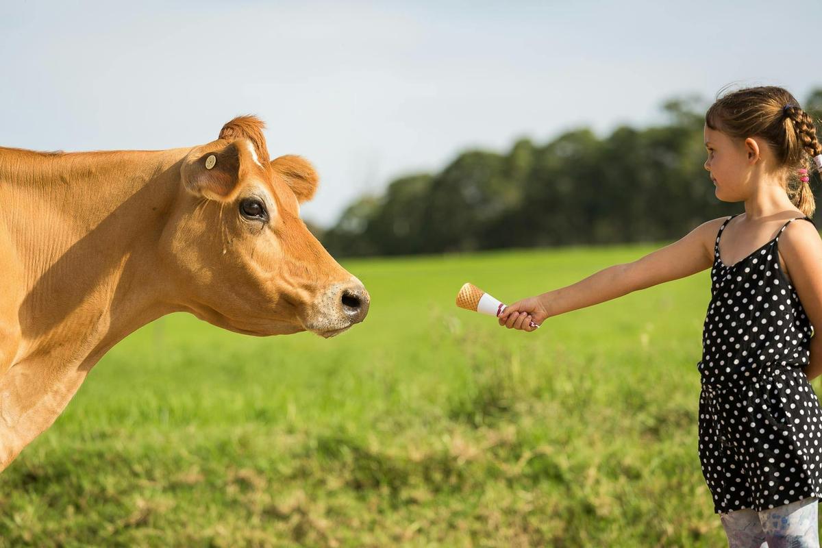 Calf feeding free 10am and 4pm