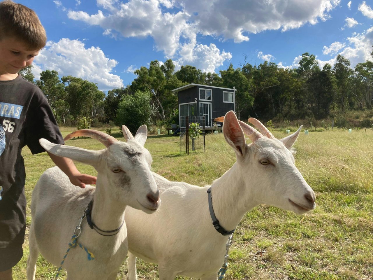 Passionfruit & Mango, our milking goats