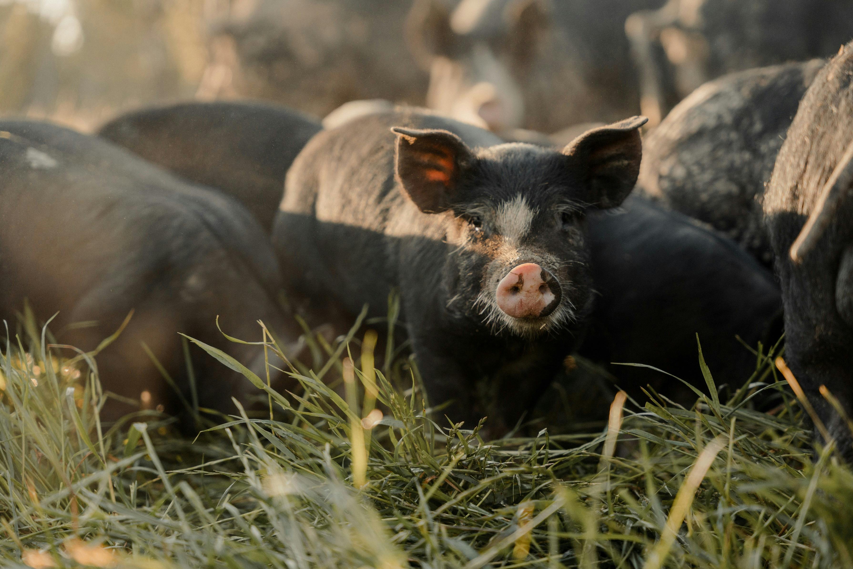Pigs at Bundarra Berkshires Barham