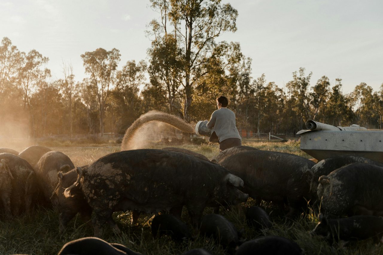 Bundarra Berkshires Barham Pigs