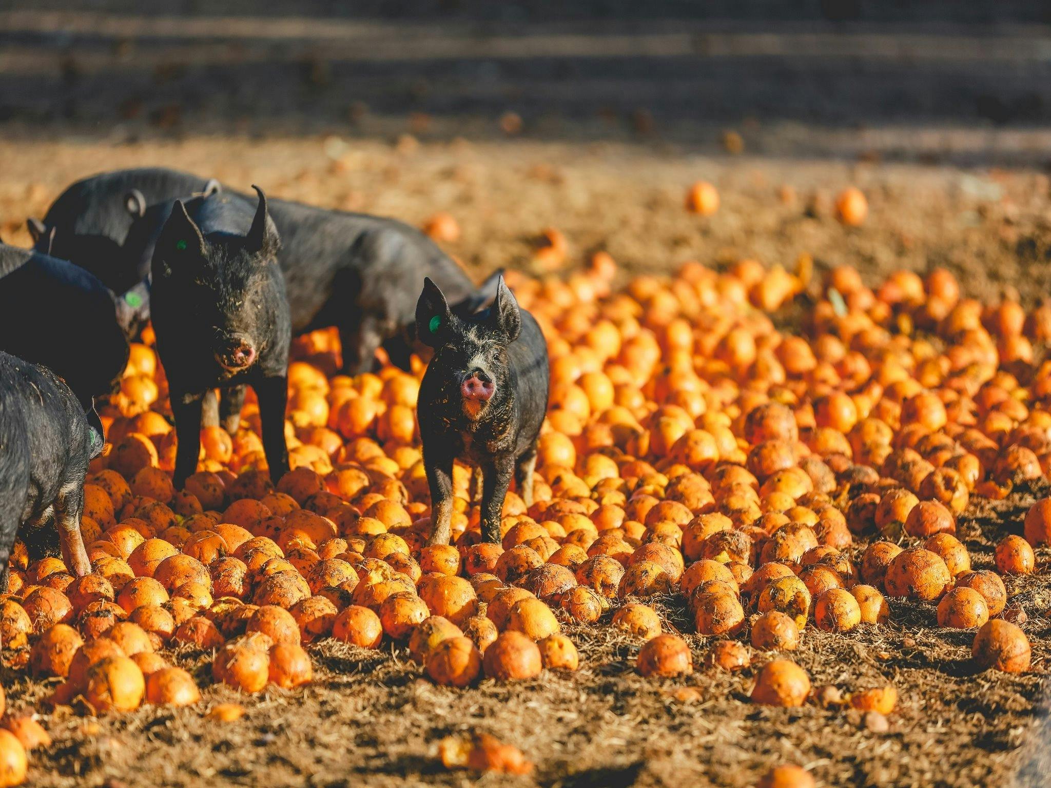 Bundarra Berkshires Free Range Pork