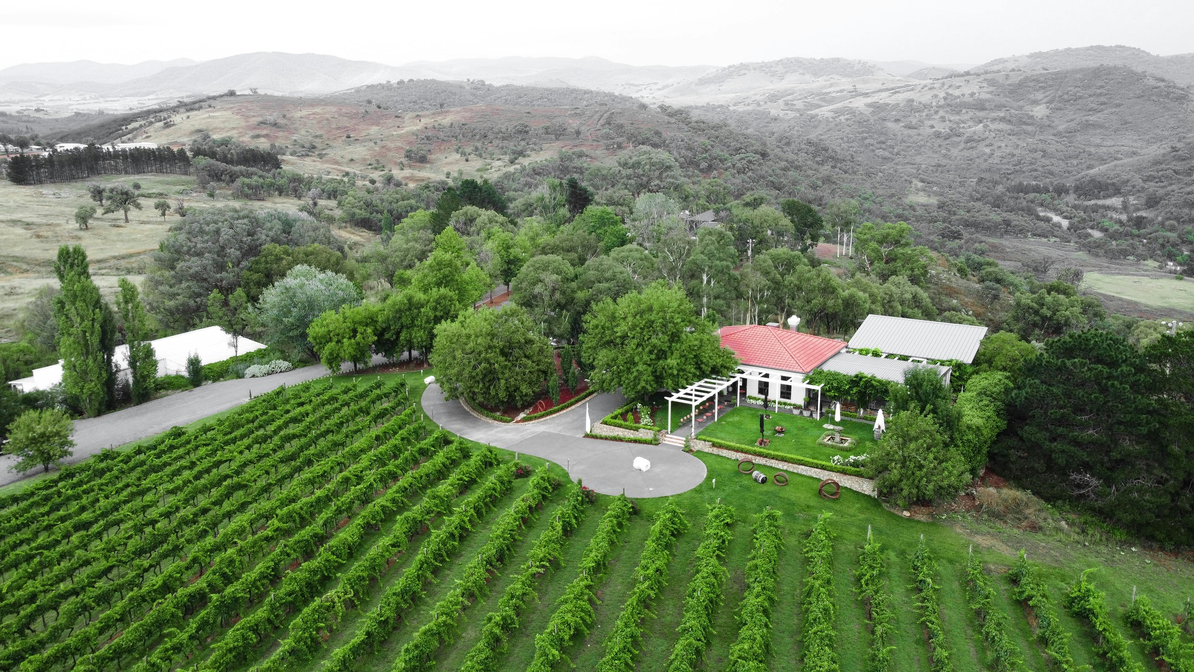 Drone shot of vineyard