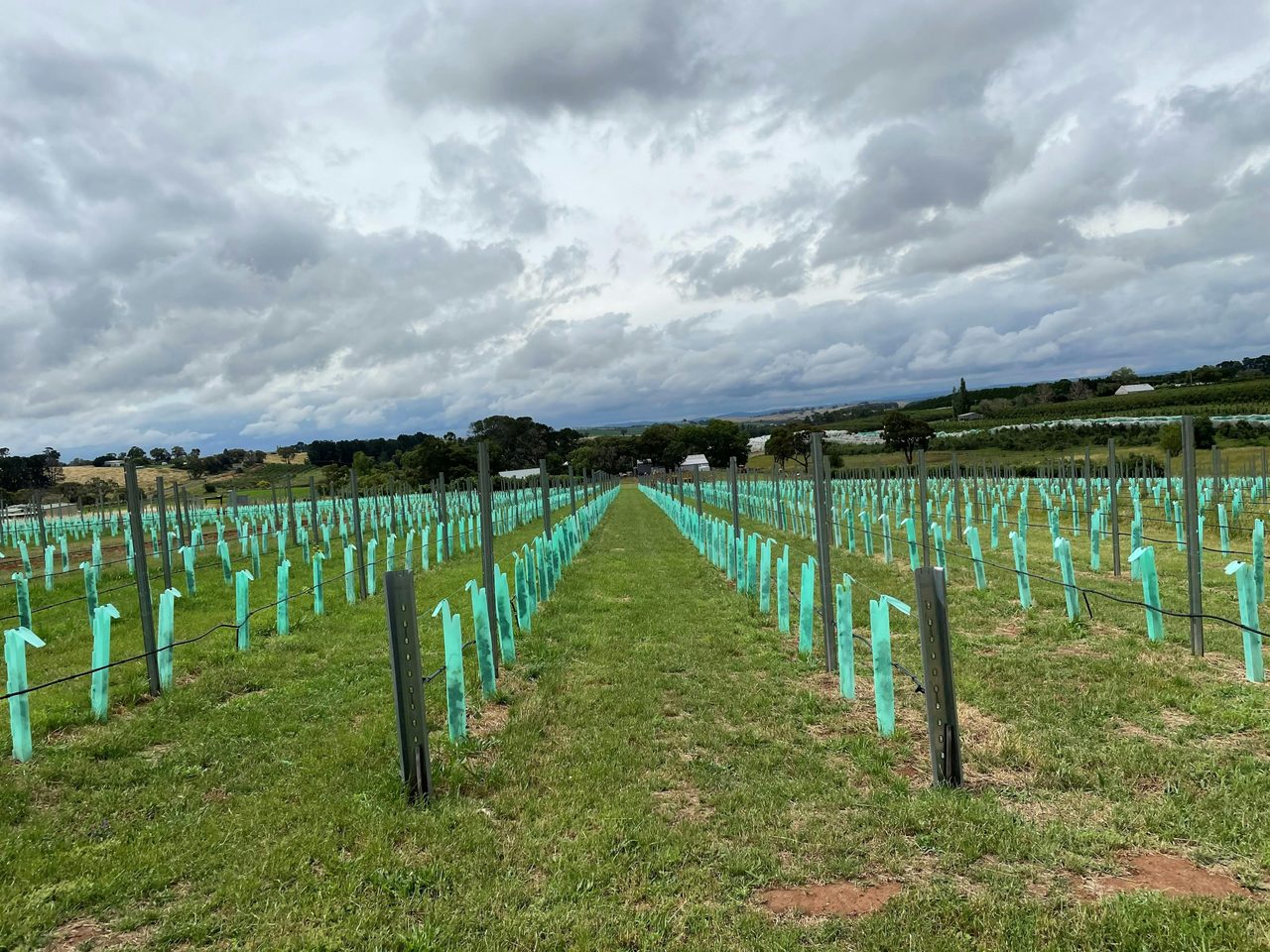 Byrne Farm Pinot Noir vineyard