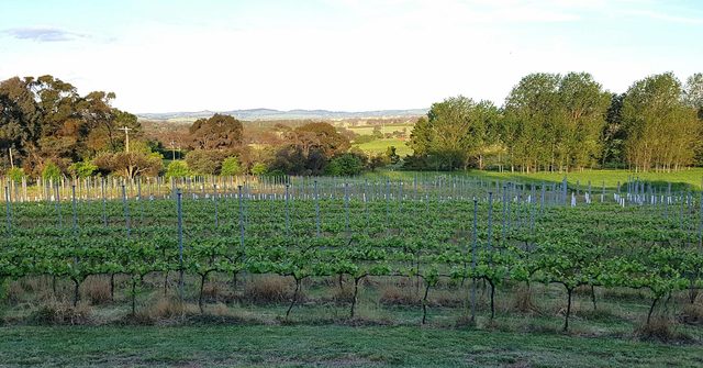 Centium Vineyard