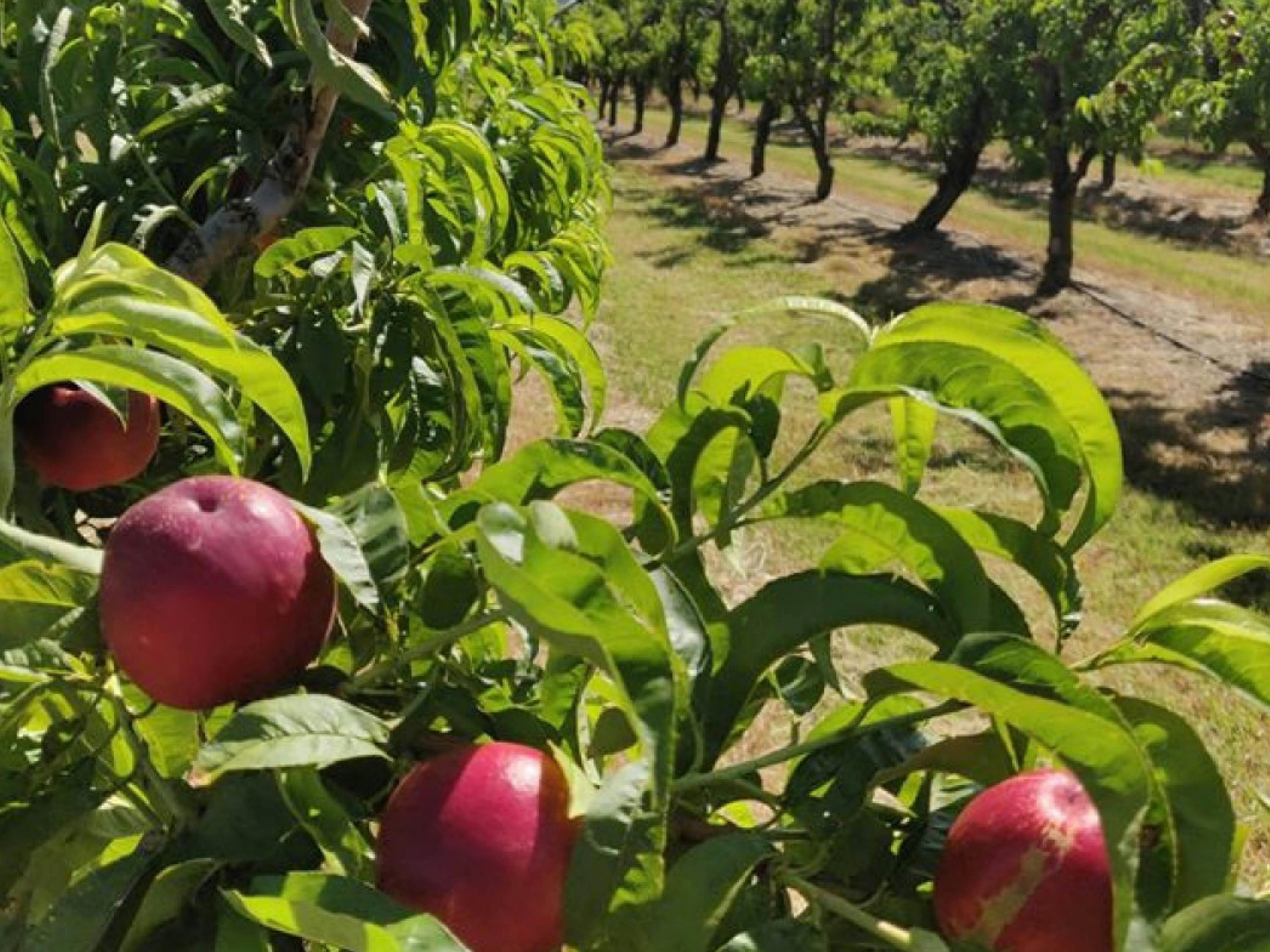 Fruit trees at Cedar Creek Orchard