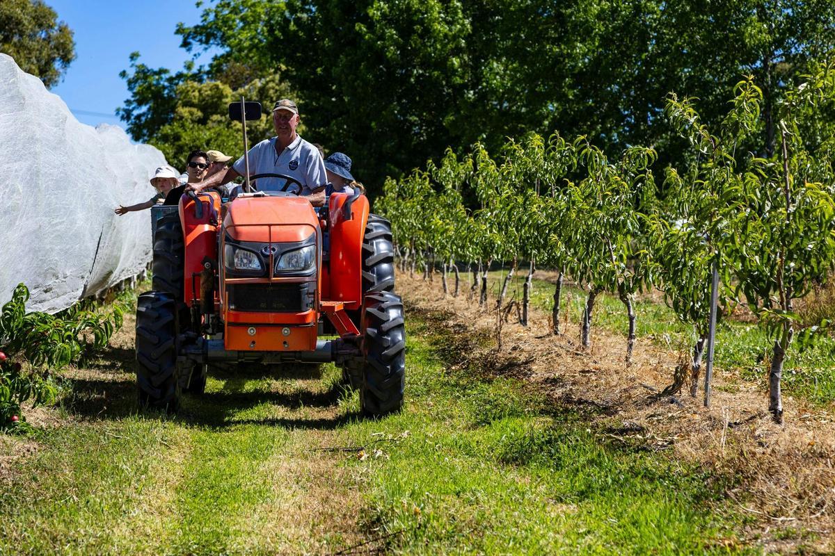 Tractor ride through the orchard