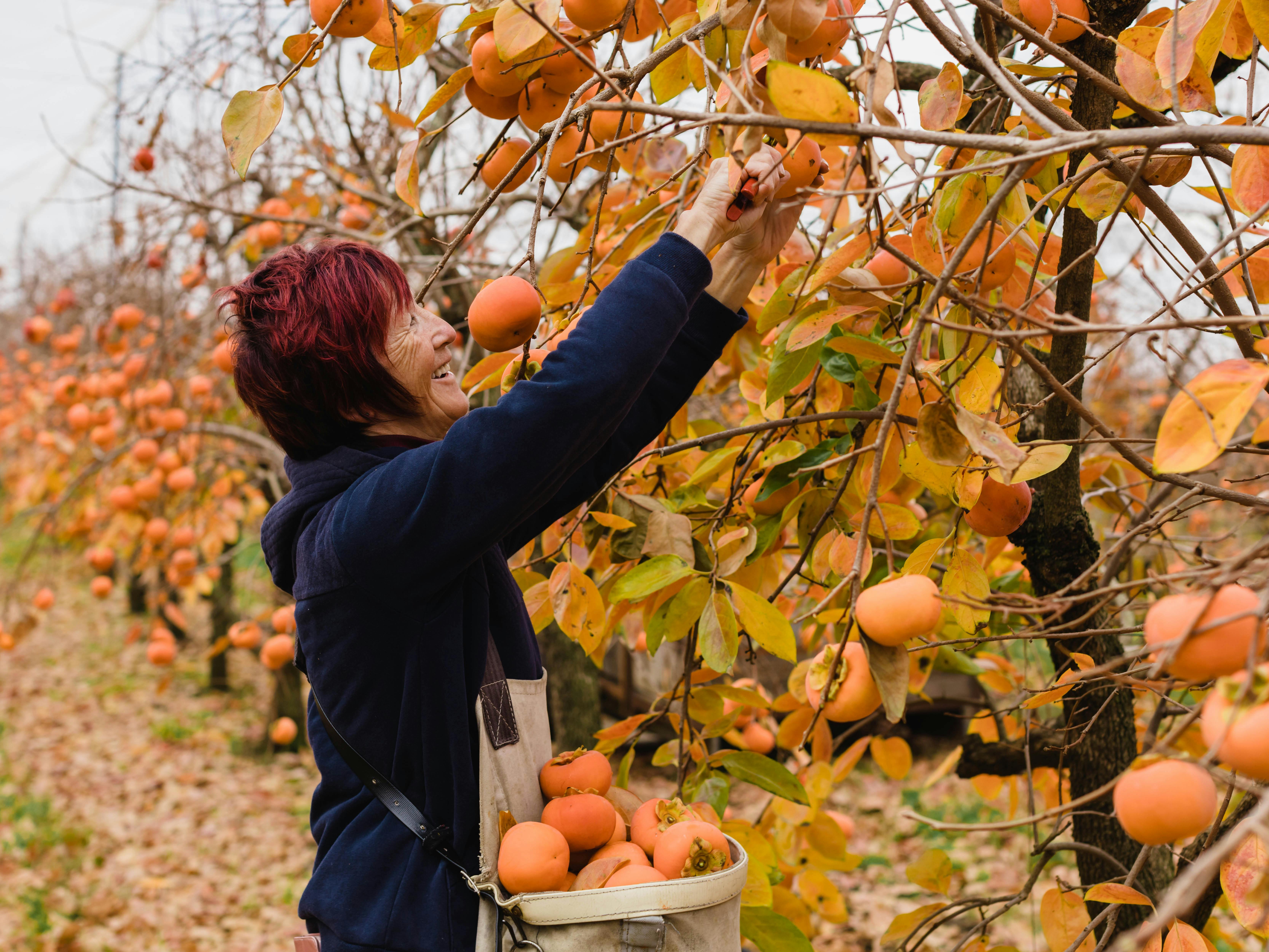 Fruit picking at Cedar Creek Orchard