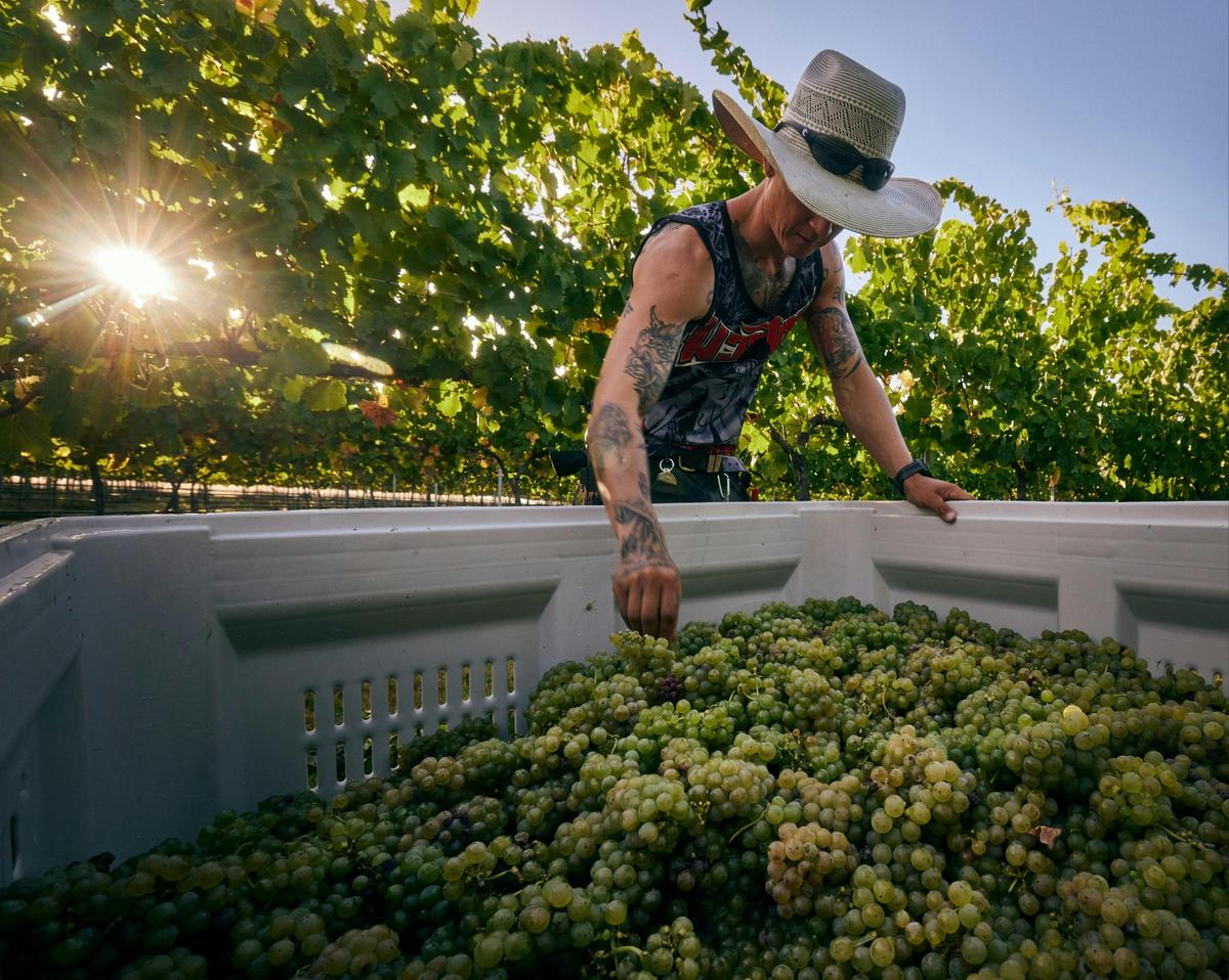 Riesling Harvest