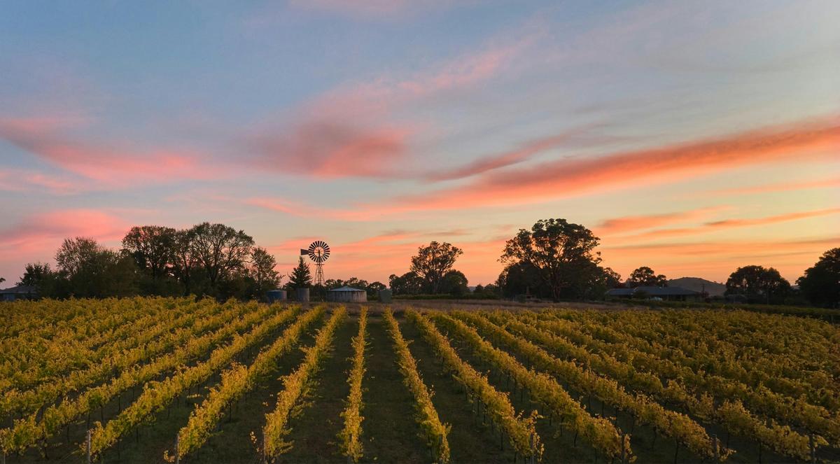 Riesling Vineyard Sunrise