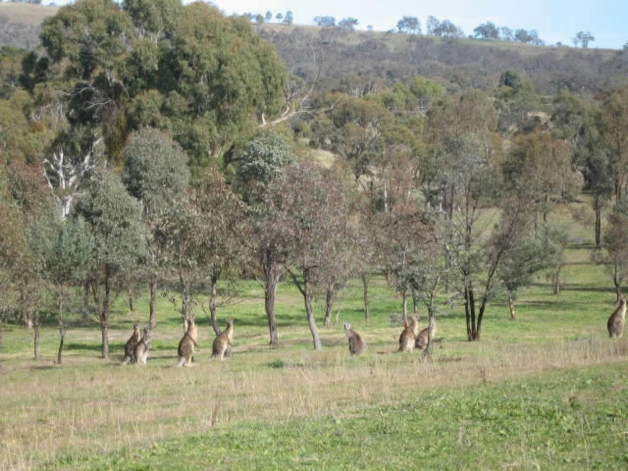 Kangaroos at Archers Wood