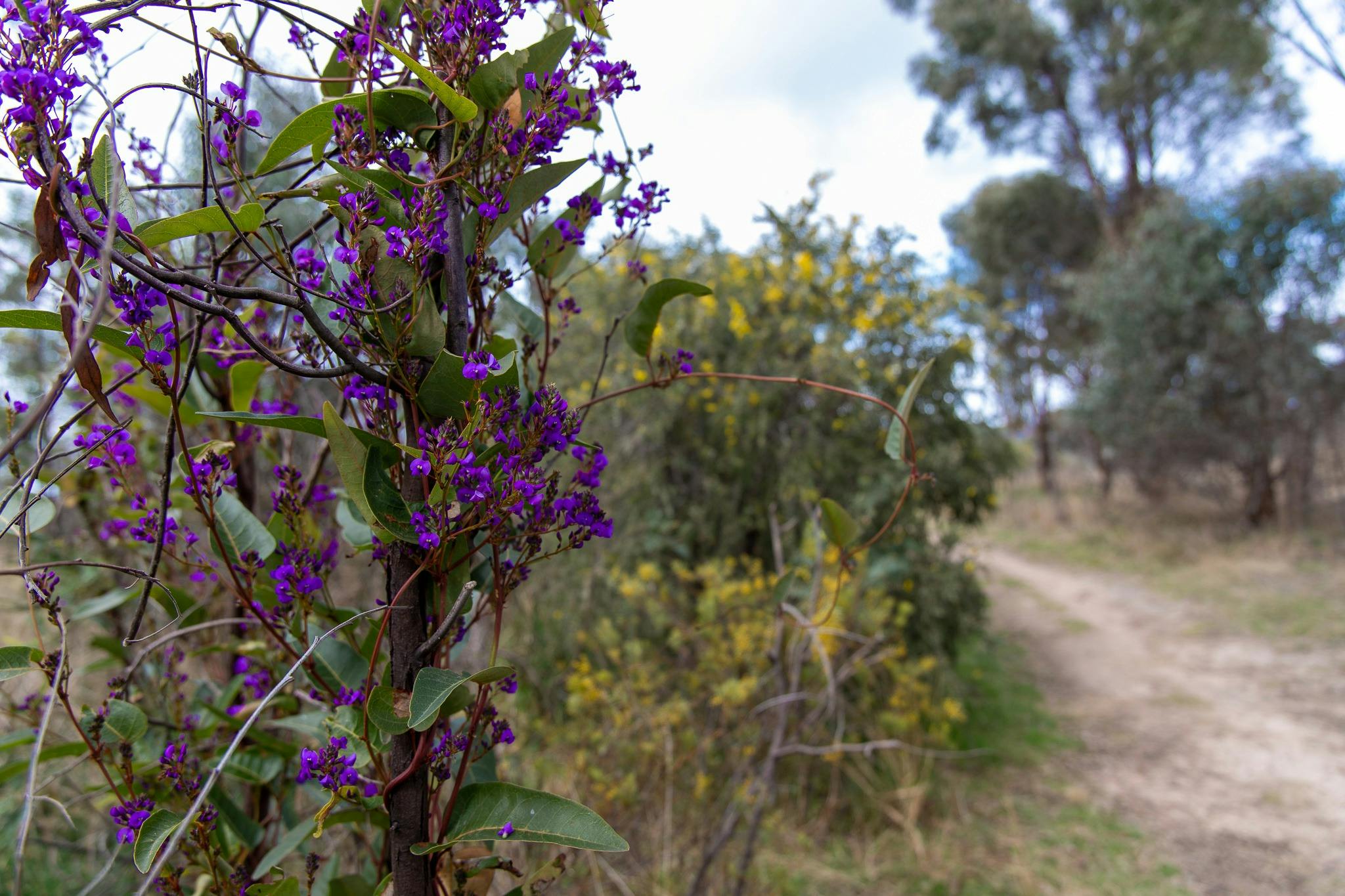 Native Flowers in Boundary Road Reserve