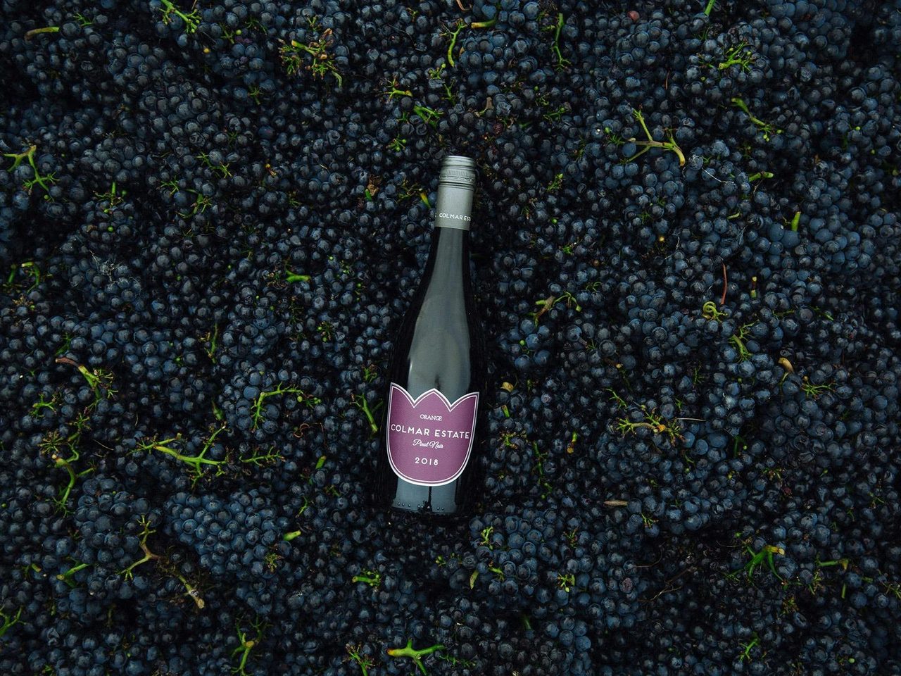 Pinot Noir in Grapes, Colmar Estate