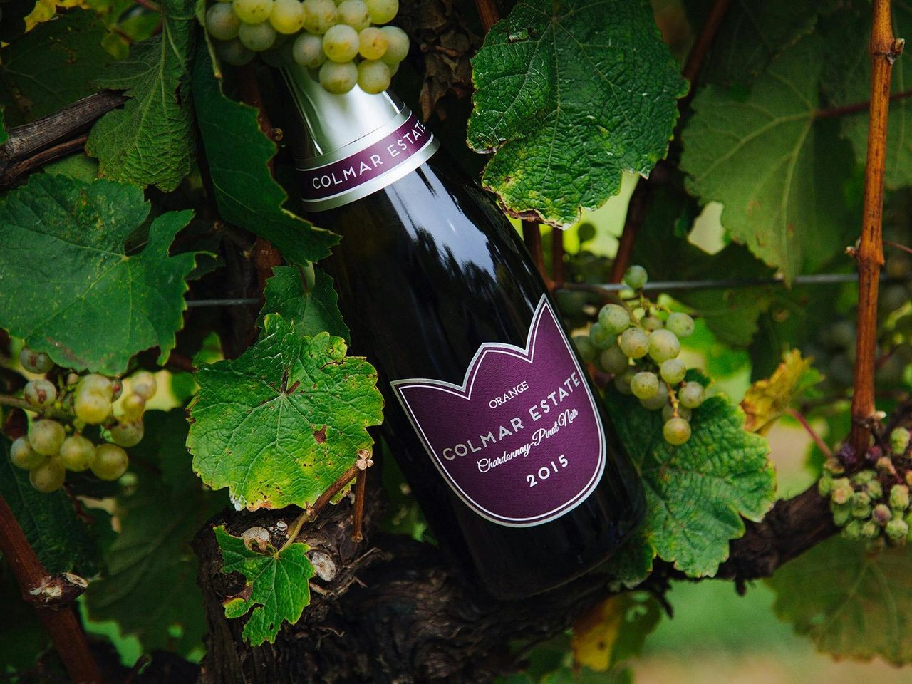 Bottle of sparkling wine in the vines