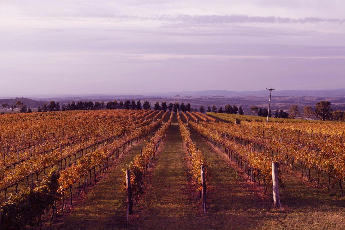 De Salis Wines at Lofty Vineyard
