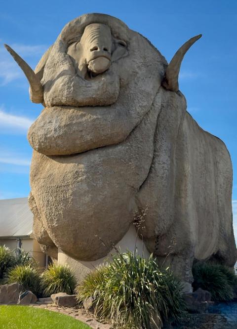 Big Merino