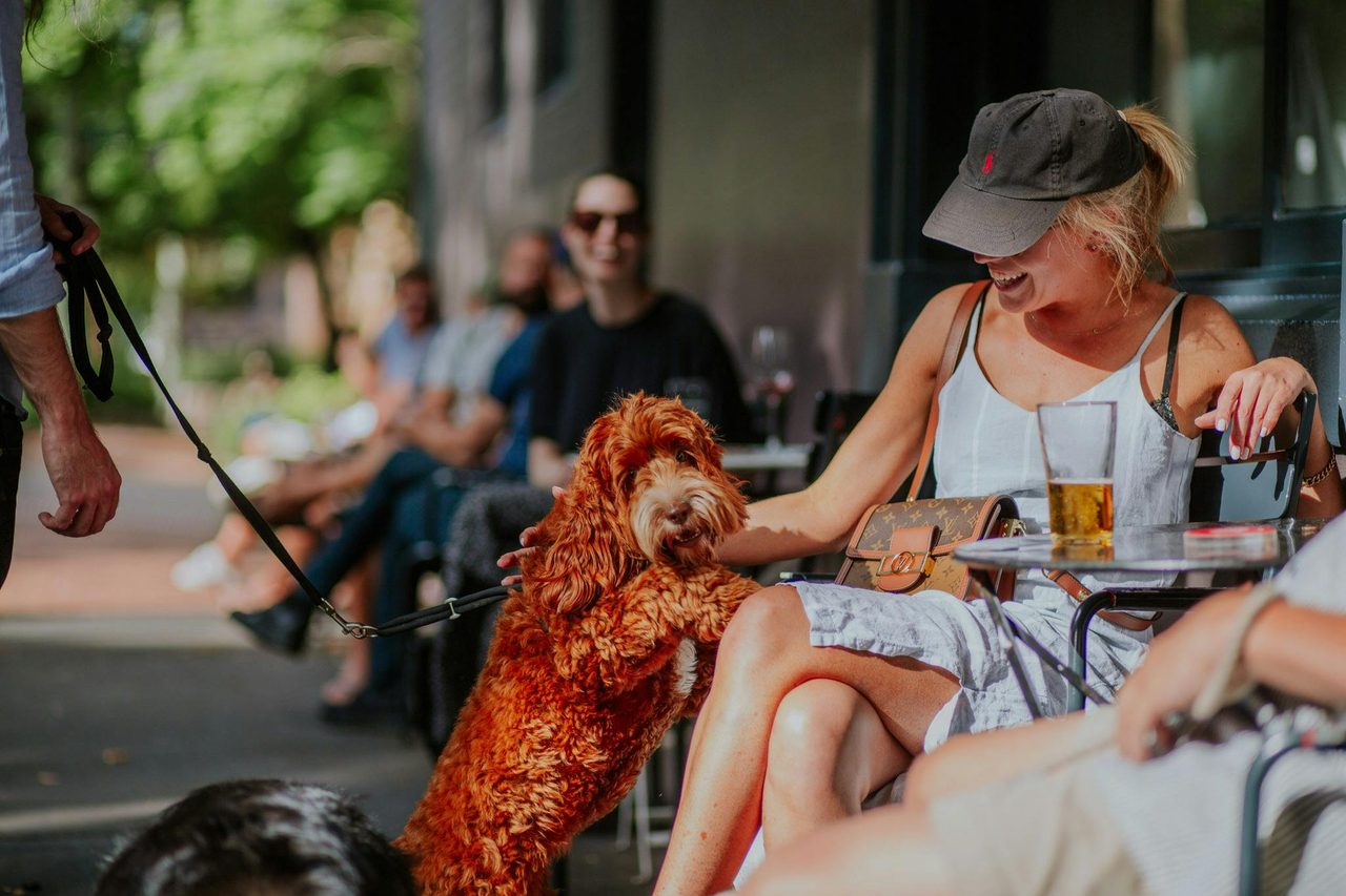 Dog jumping on person