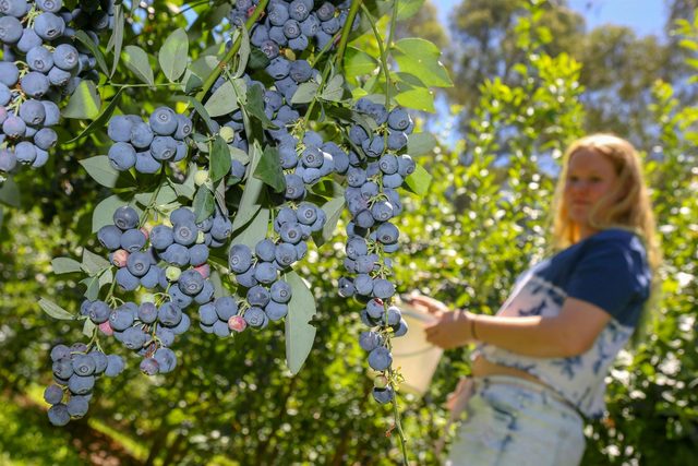 Clyde River Berry Farm