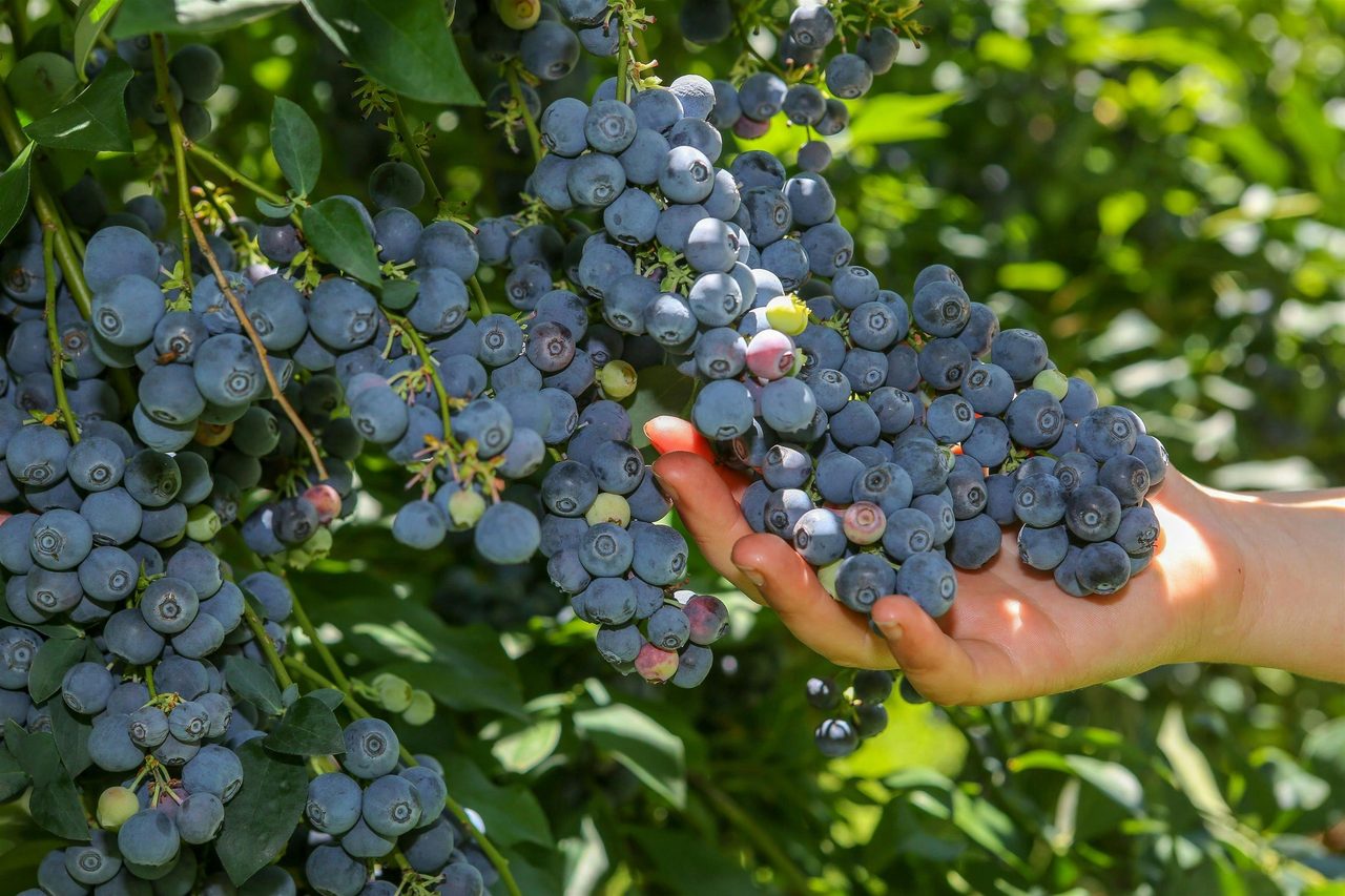 Berries at Clyde River Berry Farm