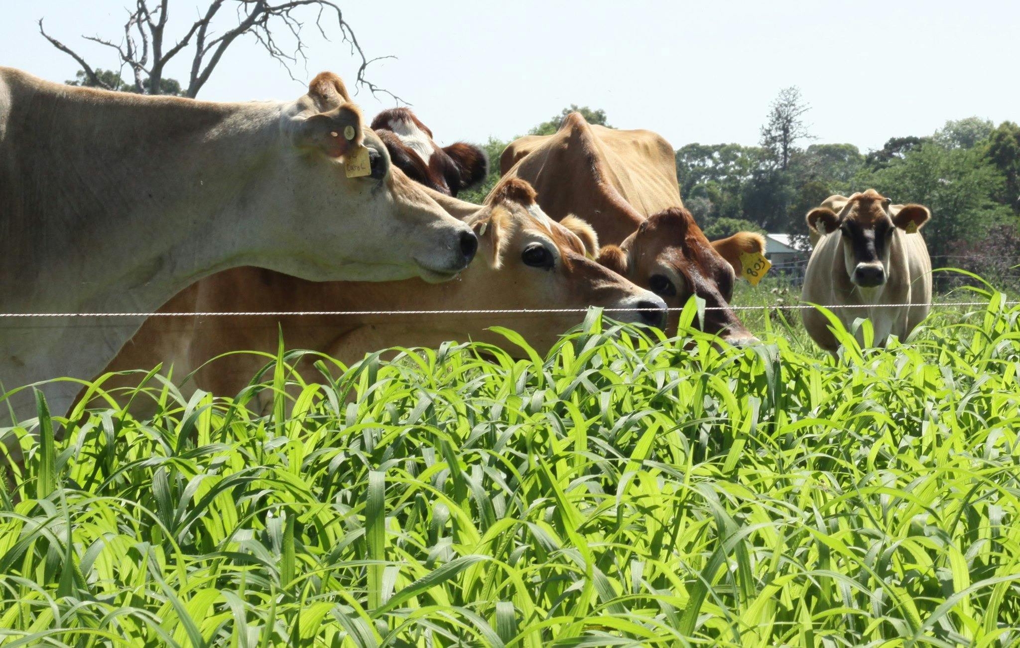 Jersey cows eating grass