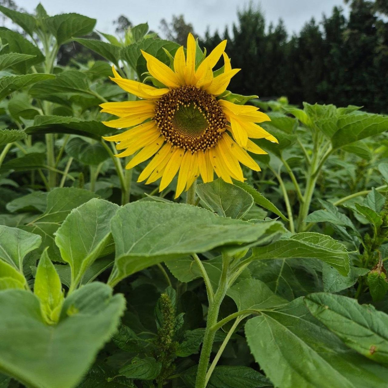 Sunflower