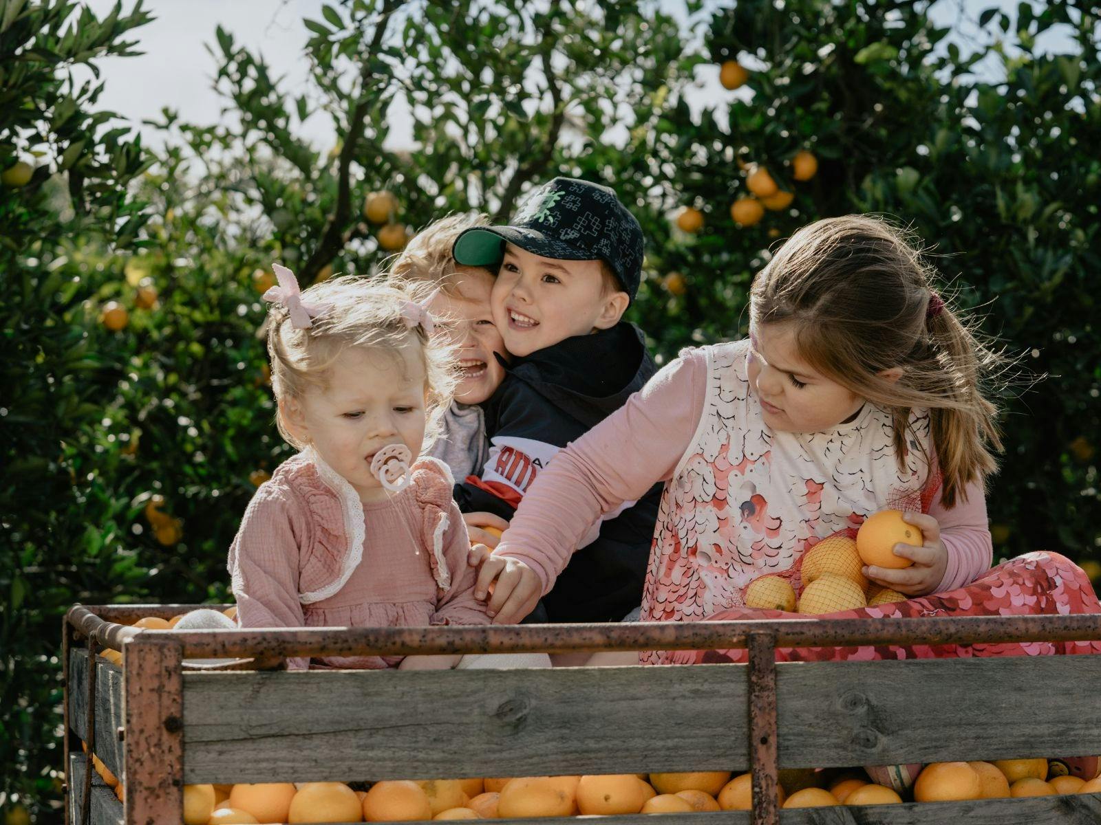 Kids Play in a Fruit Bin of Oranges After Picking Their Own