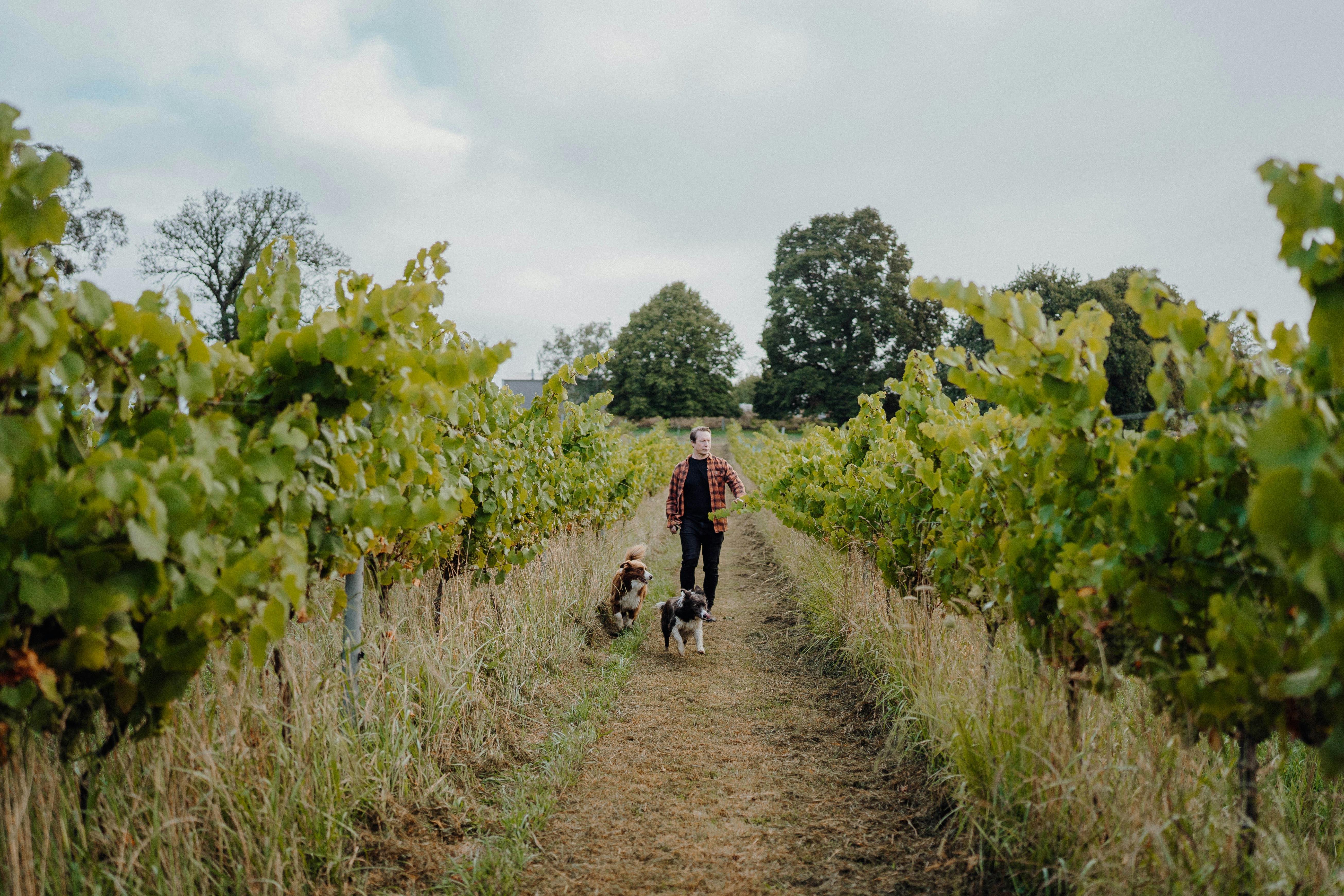 Michael Archer in the vineyard at Dawning Day local Southern Highlands winery