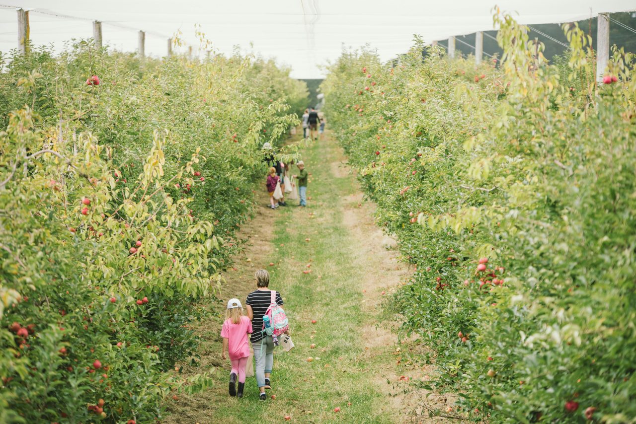 Fruit Picking at Glenbernie Orchard