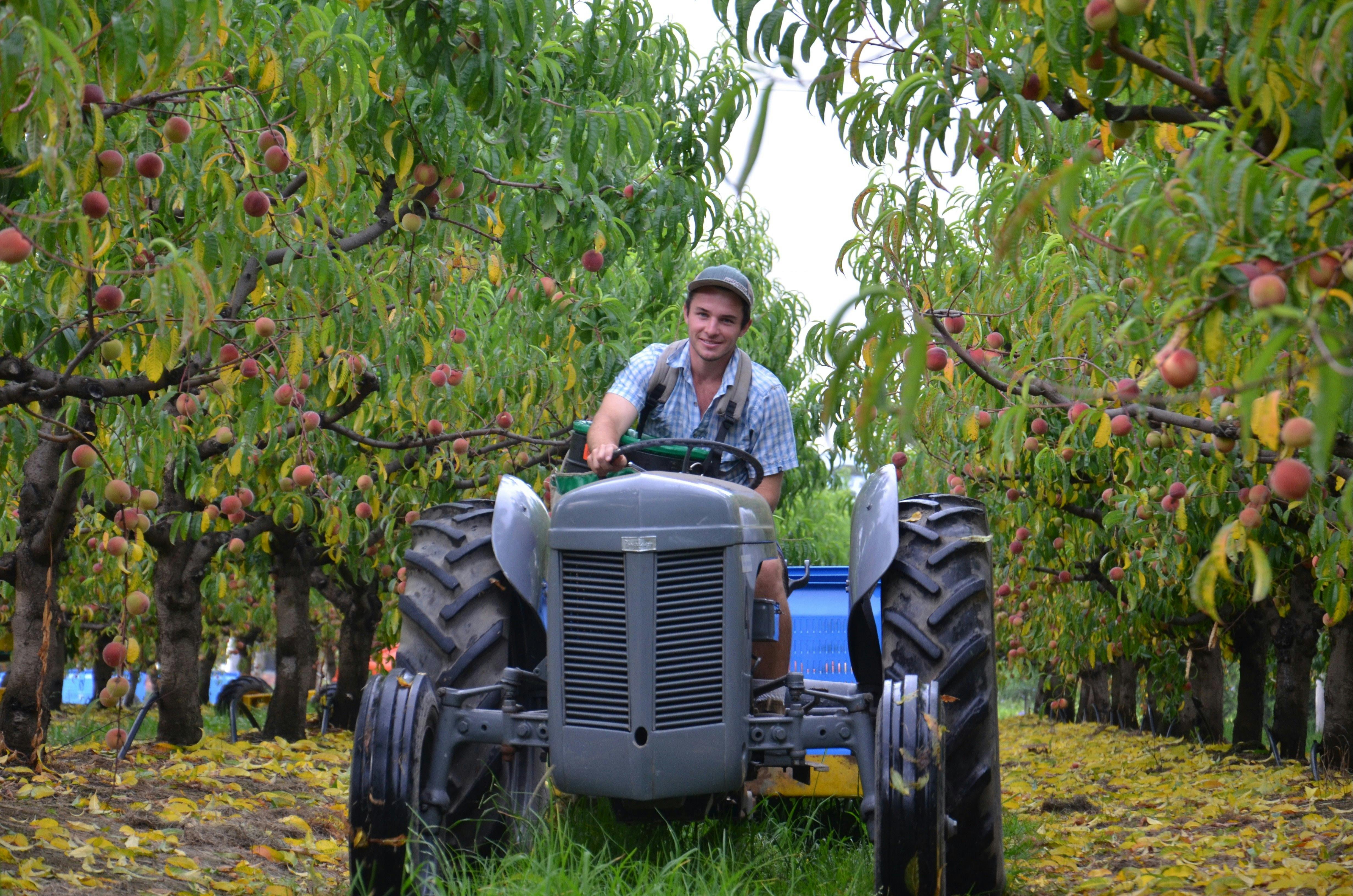 Fruit picking at Glenbernie Orchard