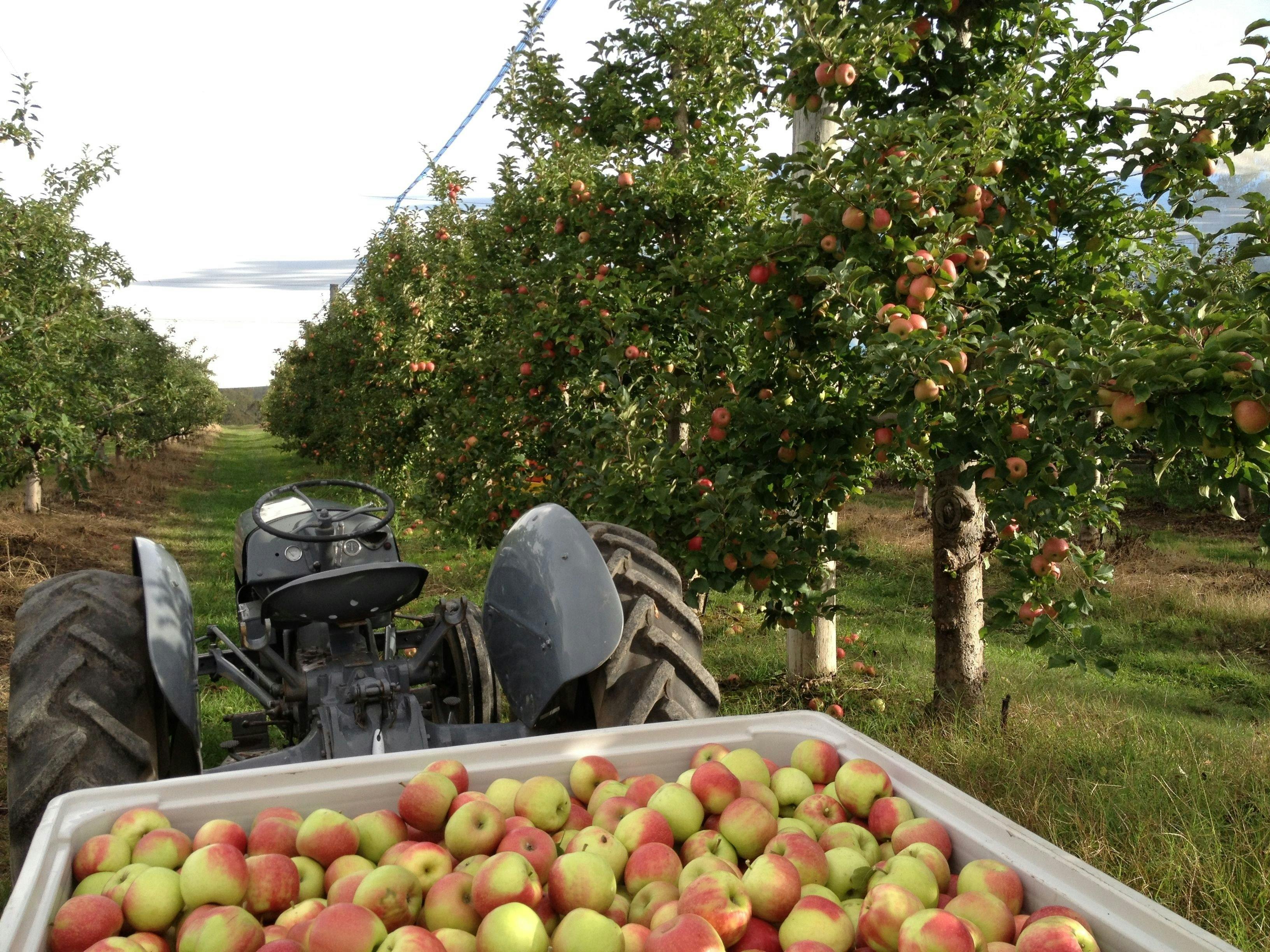 Picking fresh apples at Glenbernie Orchard
