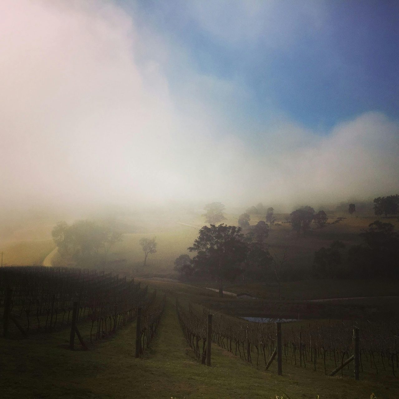DRYRIDGE ESTATE - Waiting for the fog to lift!