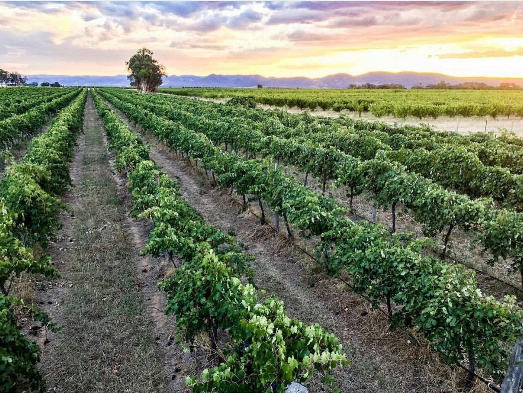 Stunning views over the vineyard