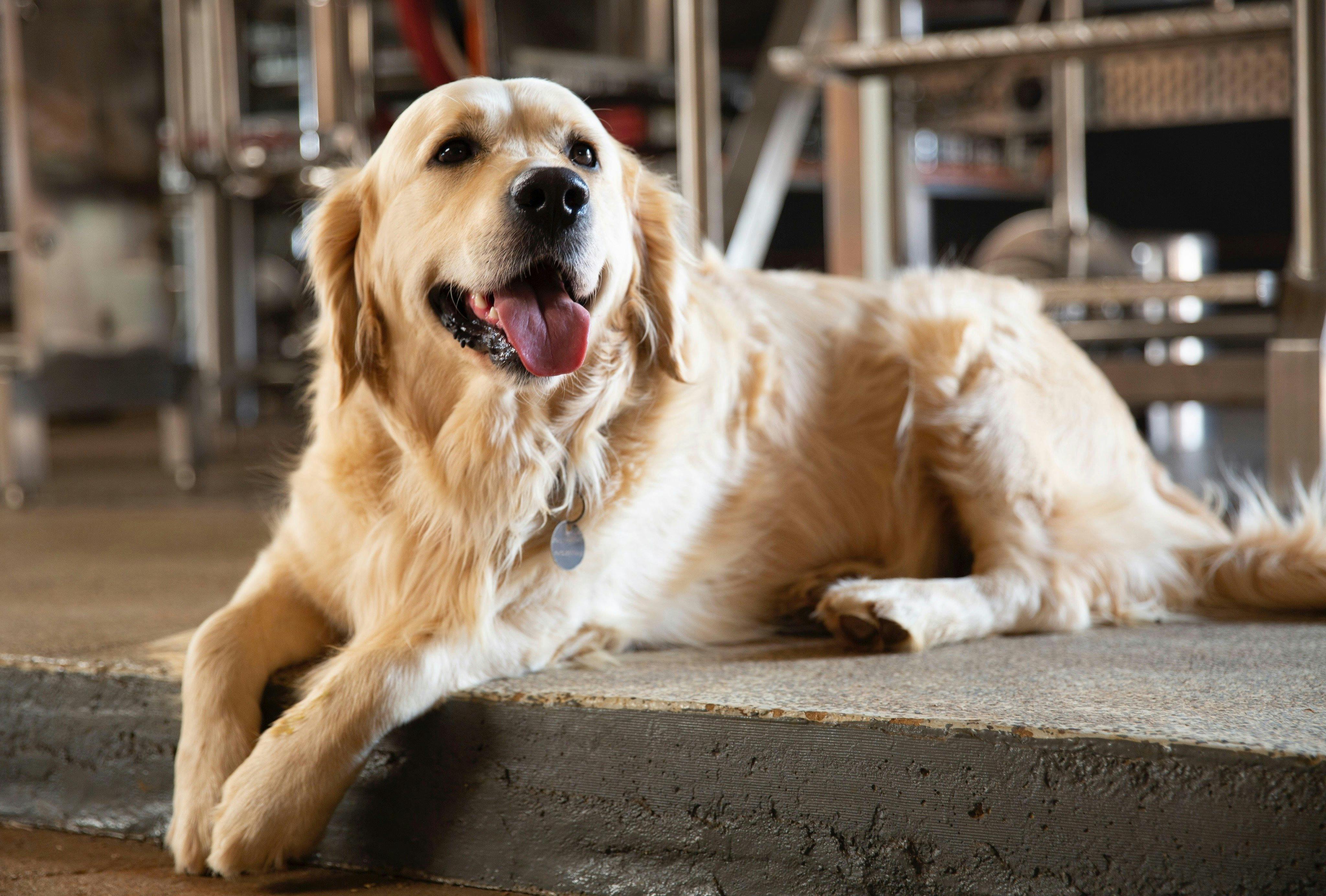 Furry friends welcome