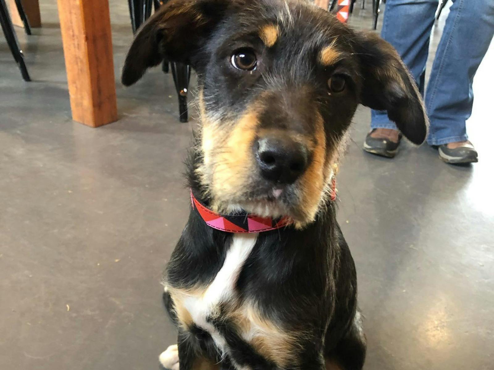 A dog on a lead inside pet-friendly Deepwater Brewing