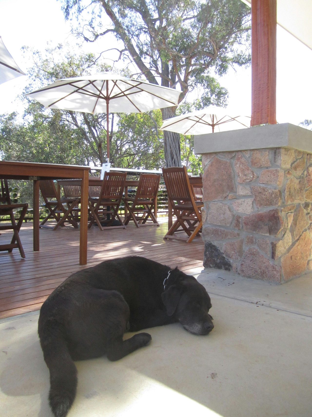 Deck and Vineyard Dog