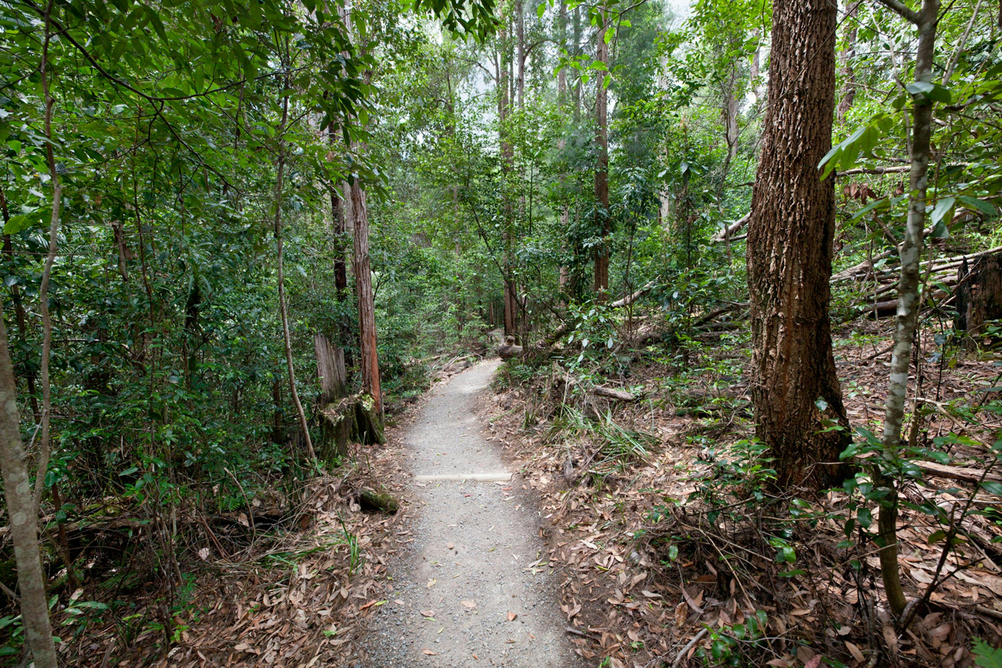 Walking track to Old Bottlebutt