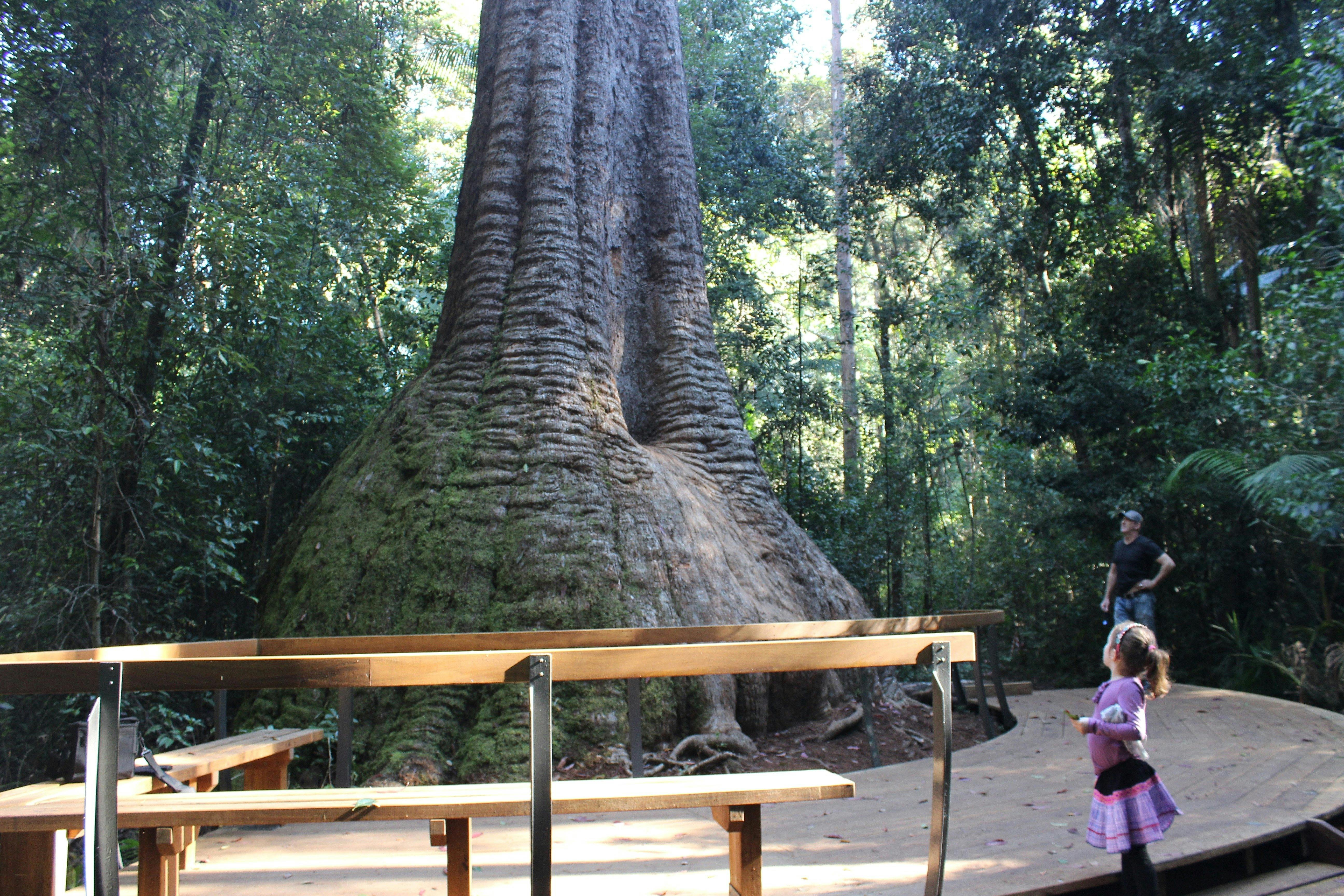 Old Bottlebutt - one mighty big tree!