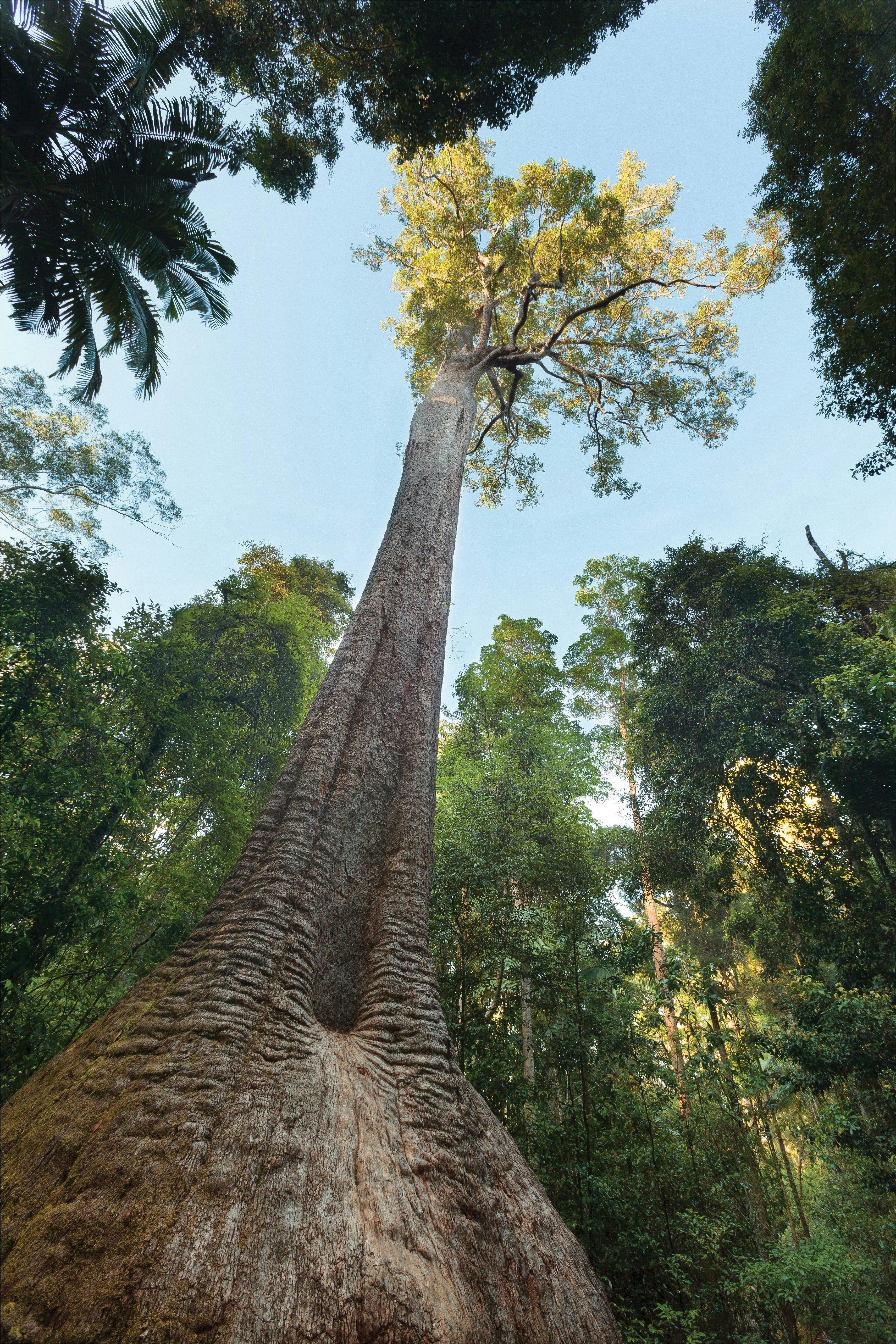Old Bottlebutt, Burrawan State Forest
