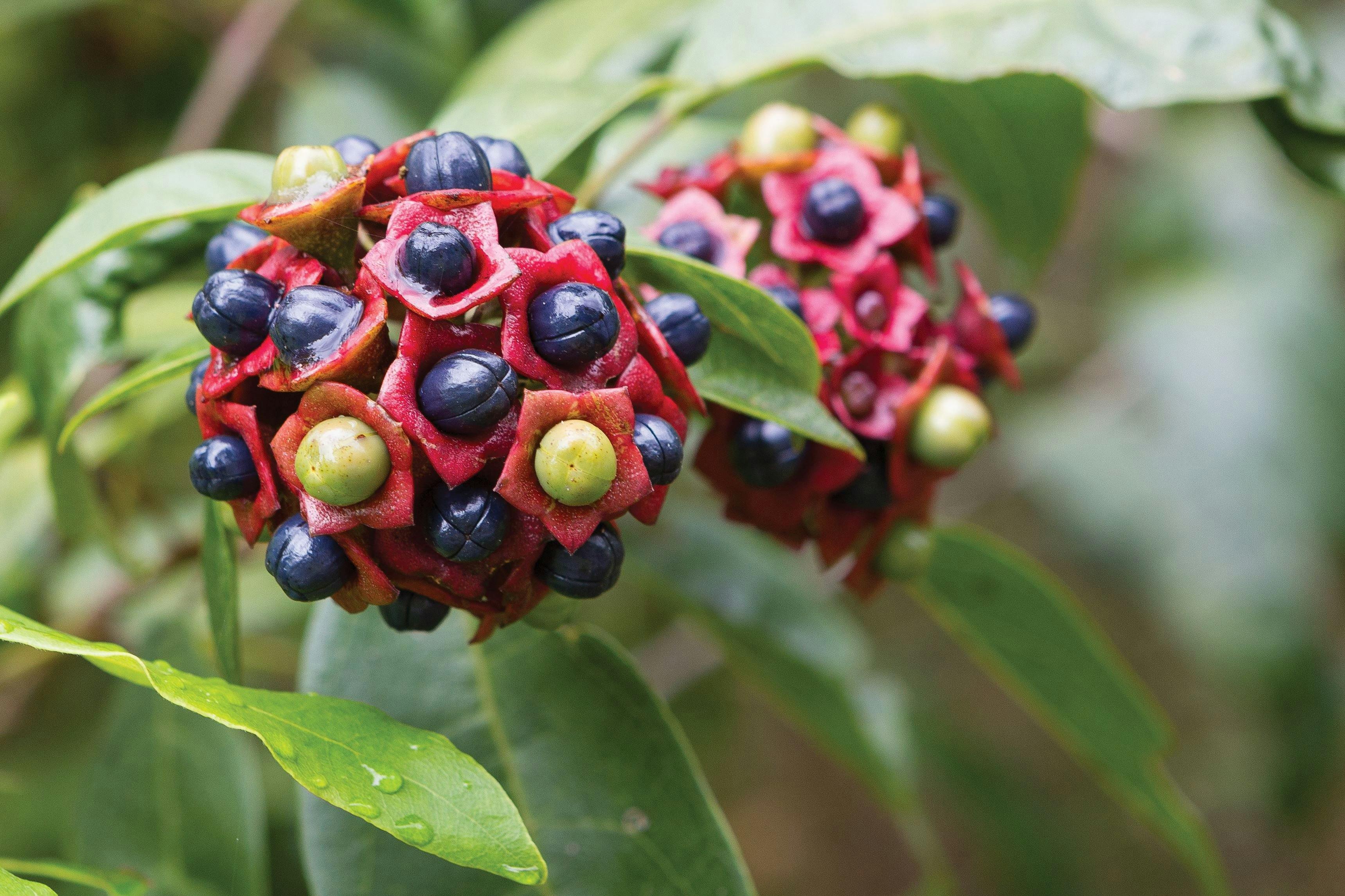 Original__9977574_FN05_Hairy_Clerodendrum_in_Burrawan_State_Forest.jpg